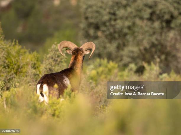 european mouflon (ovis orientalis musimon), spain - mamífero ungulado stock pictures, royalty-free photos & images