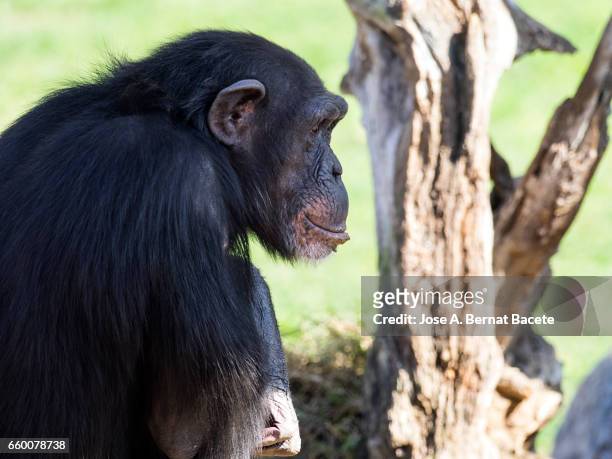 close up of chimpanzee (pan troglodytes), on a tree. - animales salvajes stock pictures, royalty-free photos & images