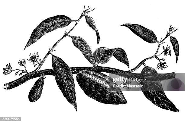 cocoa tree - cocoa bean illustration stock illustrations