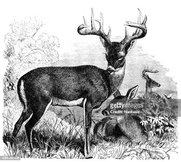 common or virginian deer (cervus virginianus) - mule deer stock illustrations