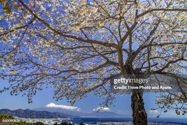 fuji view from nihondaira - 枝 stock pictures, royalty-free photos & images