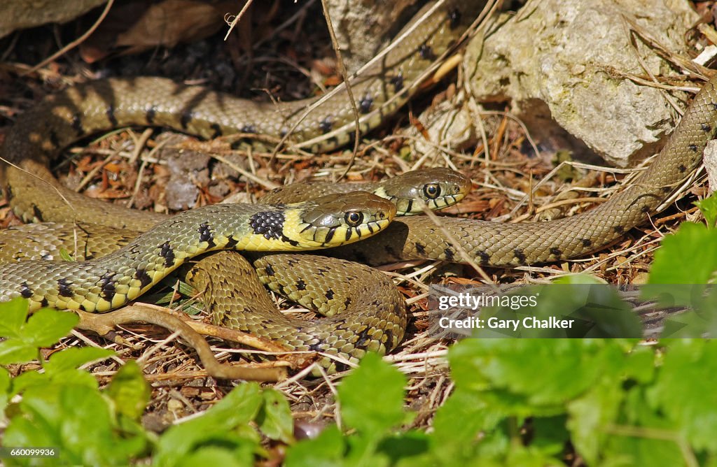 Grass snake [Natrix natrix]