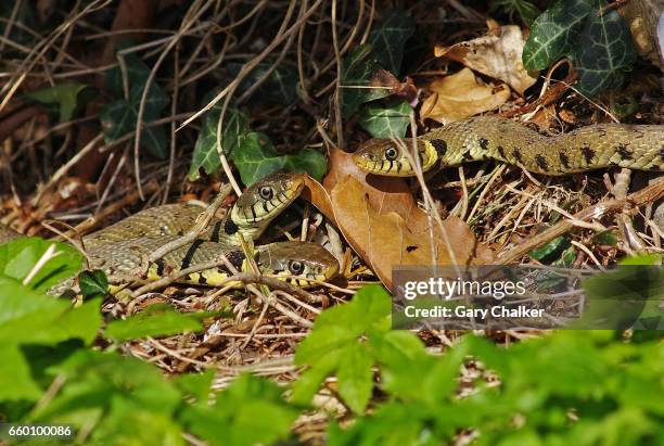 Python Snake In Hibernation Snake Hibernate Photos and Premium High Res Pictures - Getty Images