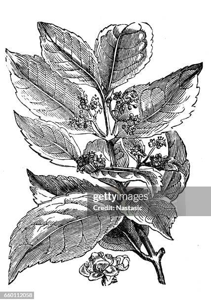 yerba mate (ilex paraguariensis) - yerba mate stock illustrations