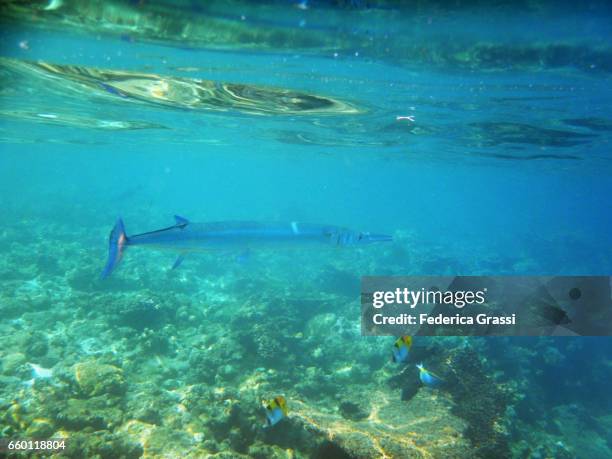 needlefish (belonidae family) - aguja imperial fotografías e imágenes de stock