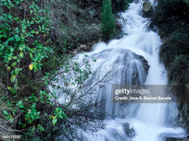 birth of a river of water mountain cleans, that appears from a hole in a rock with roots and moss in the nature - agua potable 個照片及圖片檔