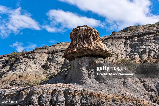 petrified wood in the outdoors - petrified wood stock-fotos und bilder