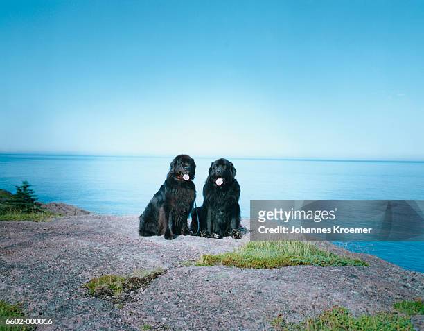newfoundland dogs near lake - newfoundland dog stock pictures, royalty-free photos & images