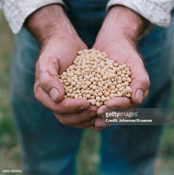 hands holding soya beans - soybean stock-fotos und bilder