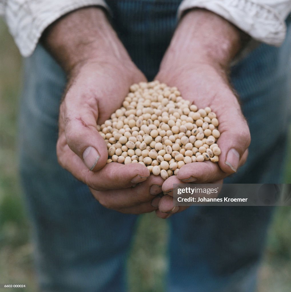 Hands Holding Soya Beans