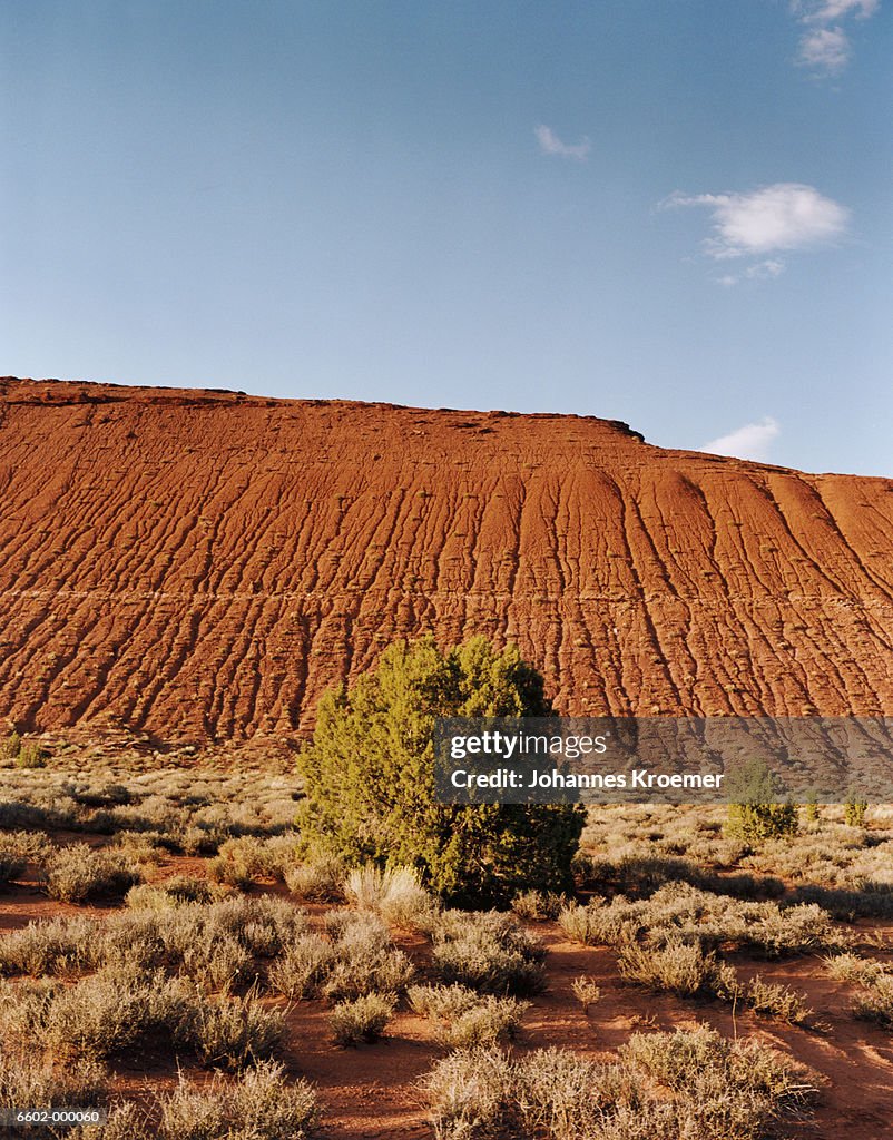 Tree in Desert Landscape