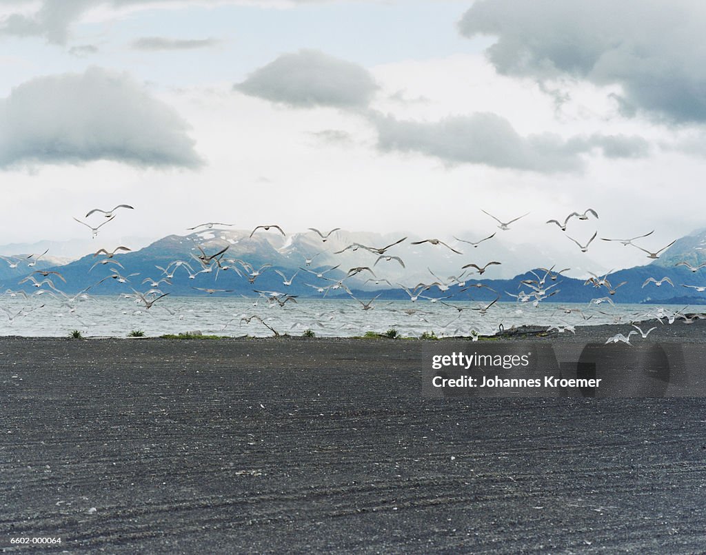 Flock of Gulls in Flight