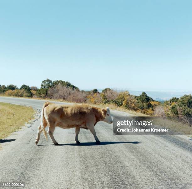 Cow In Road 303 Cow Crossing Road Stock Photos, High-Res Pictures, and Images ...