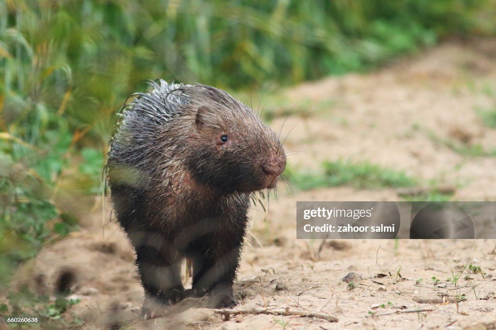 Porcupine