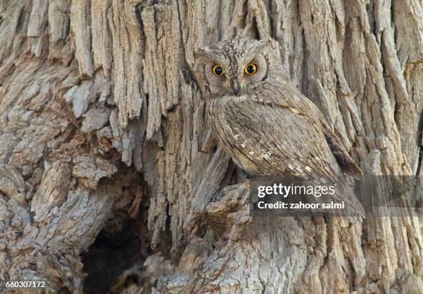 eurasian scops owl - camouflage animal stock-fotos und bilder