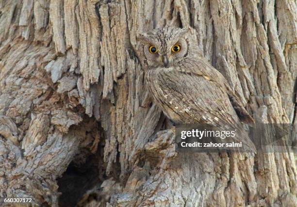 eurasian scops owl - camouflage stock pictures, royalty-free photos & images