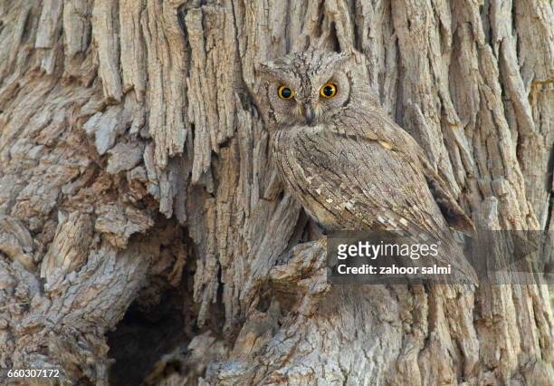 eurasian scops owl - camoflague imagens e fotografias de stock