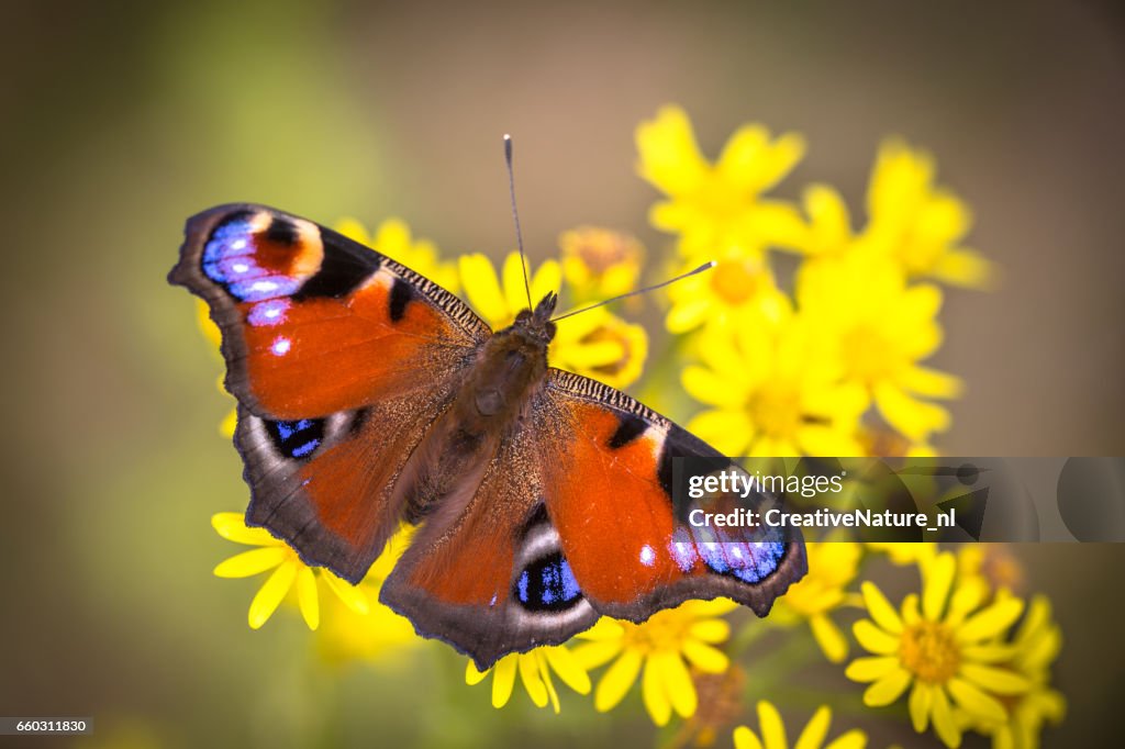 Colorful European Peacock butterfly