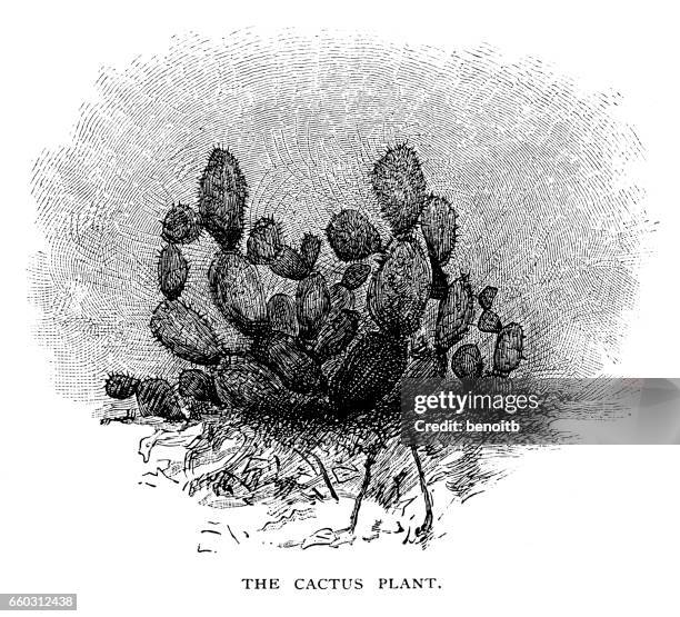 cactus plant - cactus needles stock illustrations