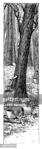 collecting sap from maple trees - maple syrup stock illustrations