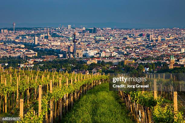 vienna at sunset - wien stock-fotos und bilder