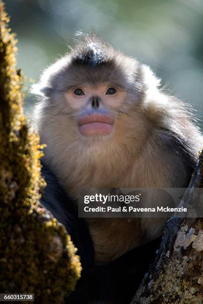 black snub-nosed monkey (yunnan snub-nosed monkey) family ,(rhinopithecus bite), in tree fork - yunnan snub nosed monkey stock-fotos und bilder