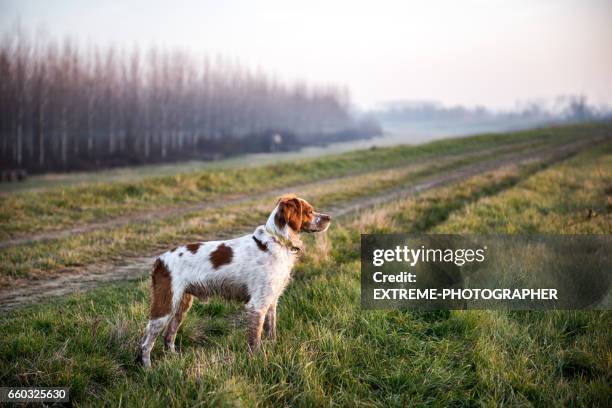 apportierhund - tiere bei der jagd stock-fotos und bilder