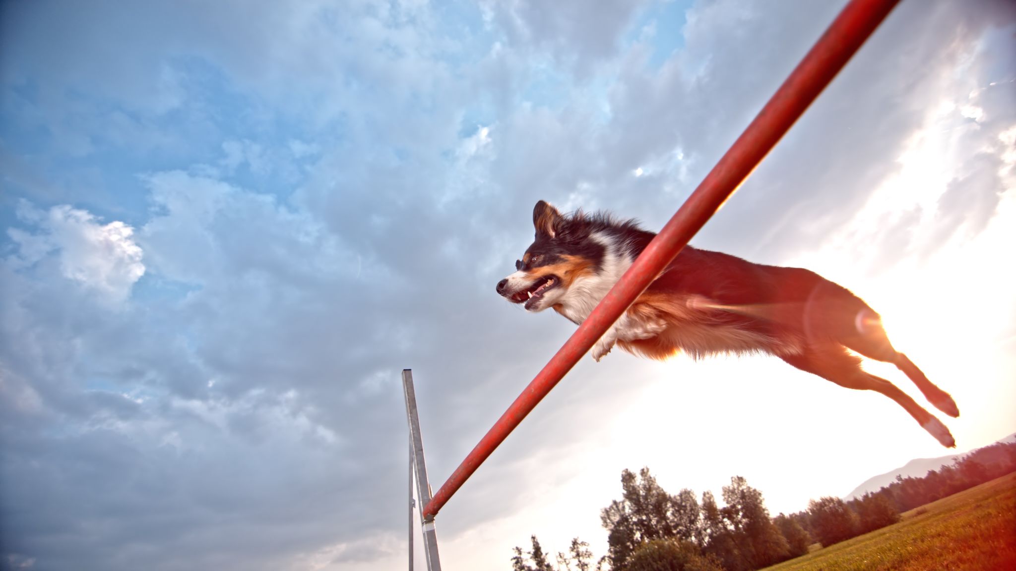 dog training session