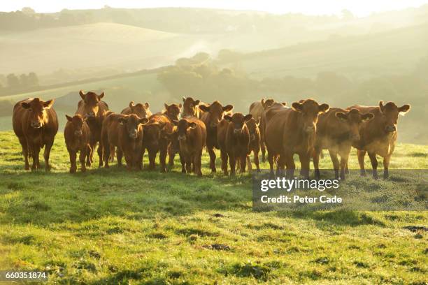 herd of stabiliser cows in field - cattle stock pictures, royalty-free photos & images