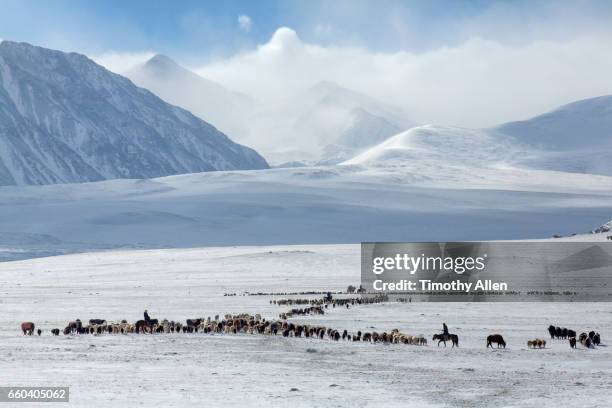 kazakh eagle hunters nomadic migration - independent mongolia stock-fotos und bilder