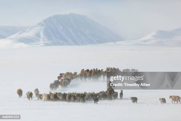 kazakh eagle hunters nomadic migration - pessoas nómadas imagens e fotografias de stock