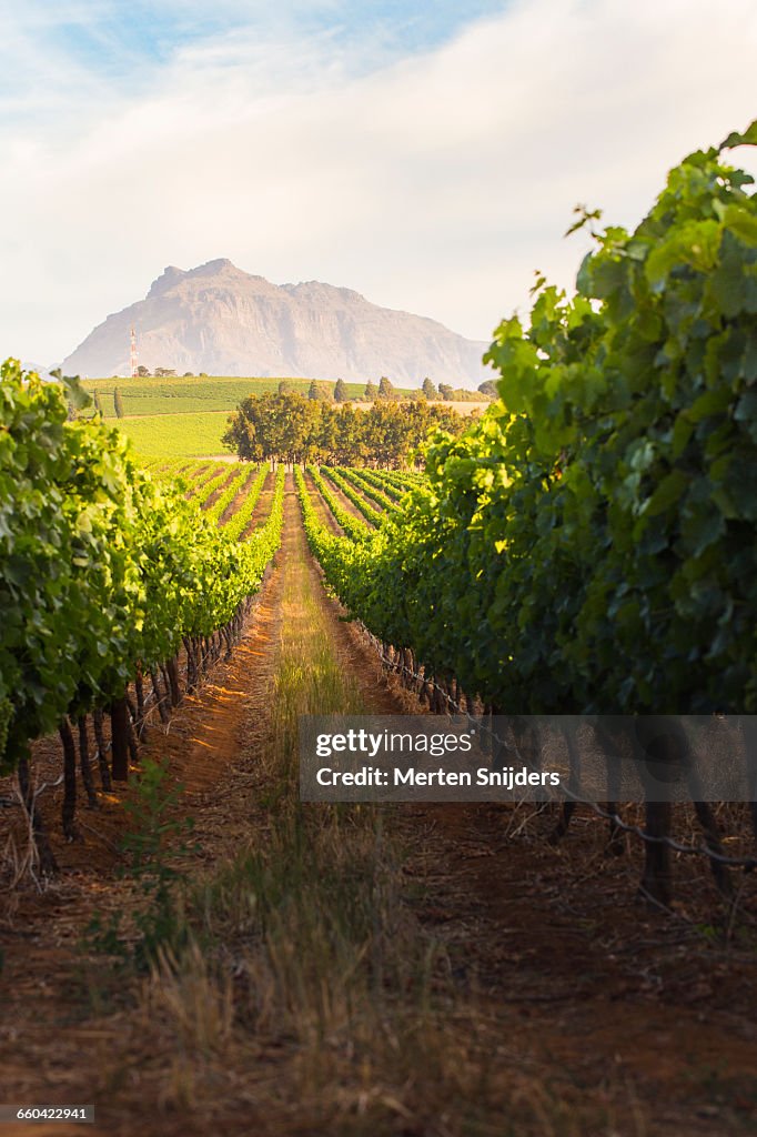 Vinyard lanes in Stellenbosch Devonvalley Road