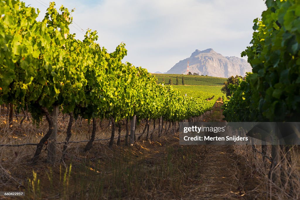 Vinyard lanes in Stellenbosch Devonvalley Road