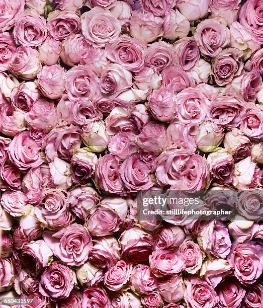 pink rose in full frame - rose flower background stock pictures, royalty-free photos & images