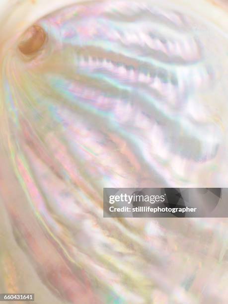 pearl color of oyster shell inside - oyster shell pearl stock pictures, royalty-free photos & images