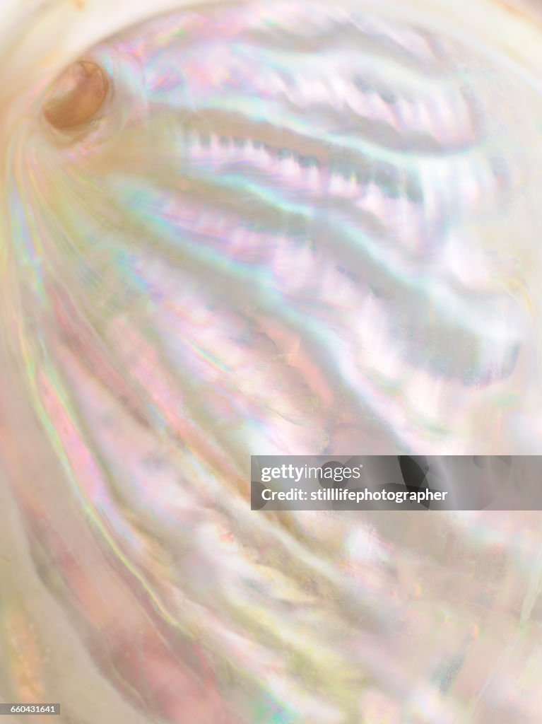 Pearl color of oyster shell inside