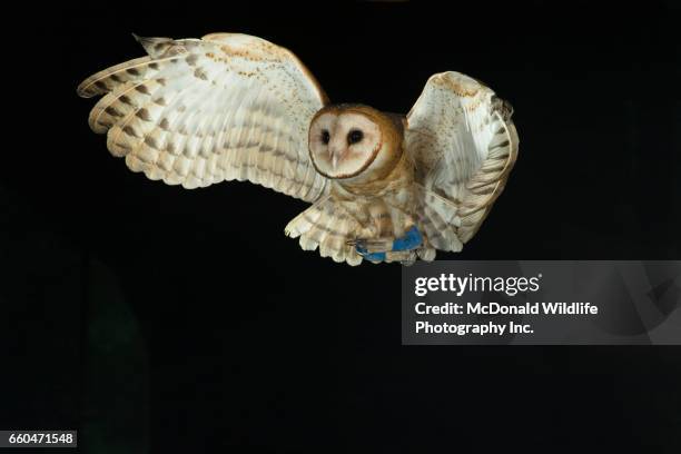 barn owl - animales cazando fotografías e imágenes de stock