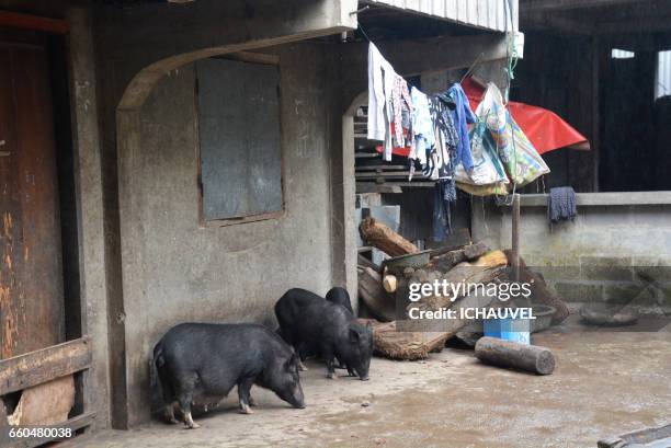 pigs in a village philippines - vie domestique stock pictures, royalty-free photos & images