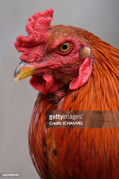 rooster portrait philippines - contrarié stock-fotos und bilder