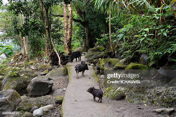 little pigs philippines - chemin de terre stock pictures, royalty-free photos & images