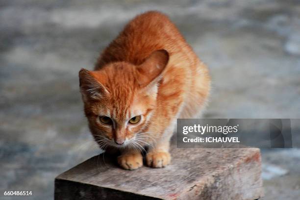 the red cat philippines - visage expressif imagens e fotografias de stock