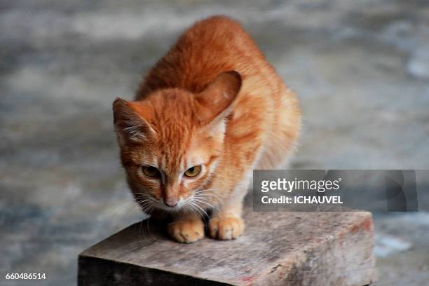 the red cat philippines - un seul animal 個照片及圖片檔