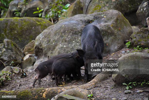 a family pigs philippines - chemin de terre stock-fotos und bilder