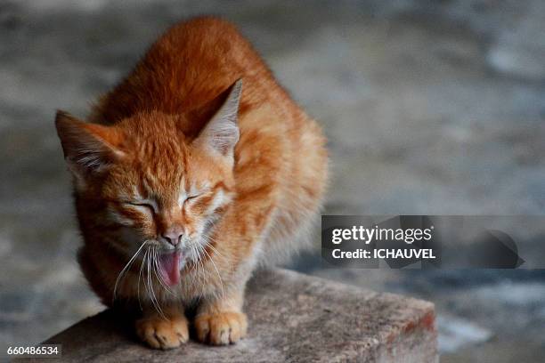 portrait of a little cat philippines - visage expressif - fotografias e filmes do acervo