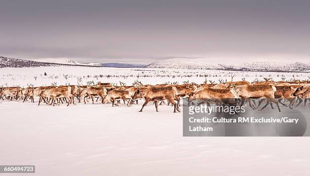 herd of reindeers on snow covered landscape, lapland, sweden - a reindeer fotografías e imágenes de stock