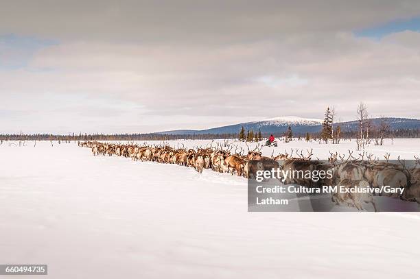 reindeer herder herding reindeer on snow covered landscape, lapland, sweden - sami stock pictures, royalty-free photos & images