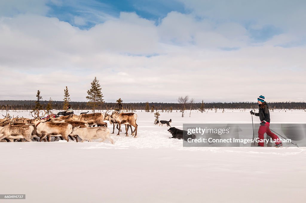 Reindeer herder herding reindeer on snow covered landscape, Lapland, Sweden