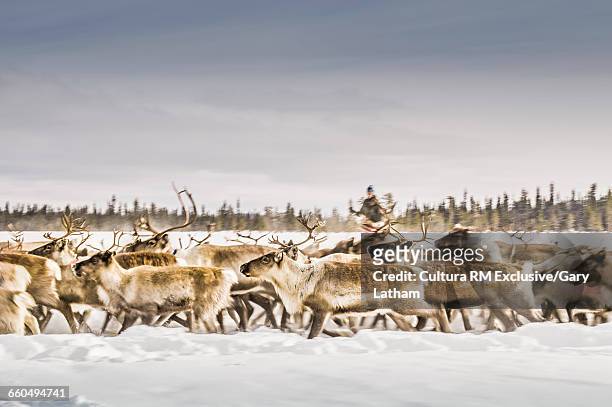 reindeer herder herding reindeer on snow covered landscape, lapland, sweden - sami stock pictures, royalty-free photos & images