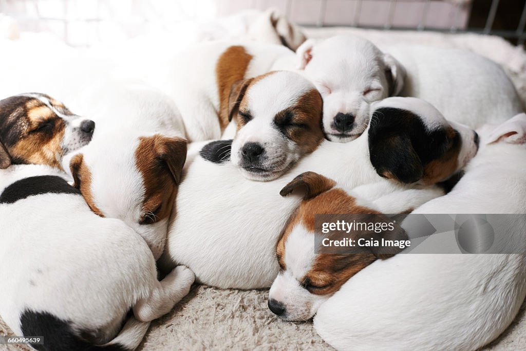 Sleeping puppies on top of each other
