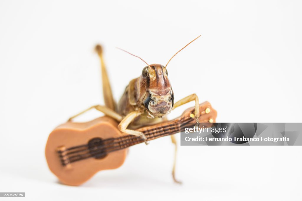 Animal singing and playing the guitar in flamenco concert